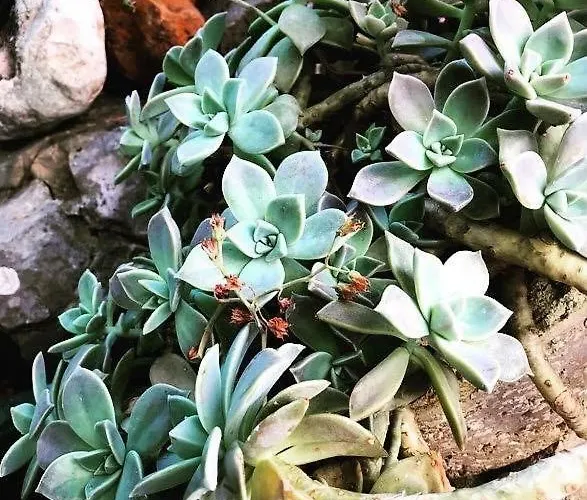 公寓 Faros Oasis *